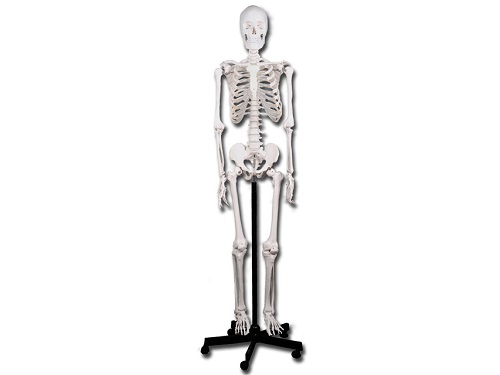 Life Size Human Skeleton